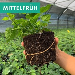 Hallertau Mittelfrüh