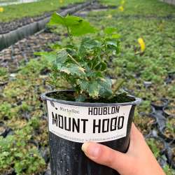 Plant de houblon Mount Hood