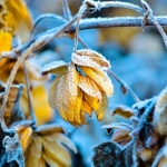 Le houblon en hiver