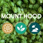 Houblon Mount Hood