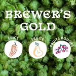 Brewer's Gold : houblon historique aux arômes fruités et épicés