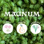 Magnum : un houblon allemand incontournable pour Lagers, IPAs et plus encore
