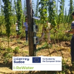Projet I-ReWater : première année d’expérimentations en houblonnière